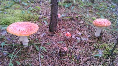 Прикрепленное изображение: DSC_0067_New2.jpg